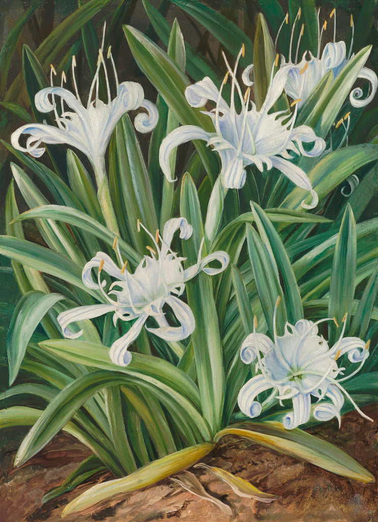 Detail of 463. An Asiatic Pancratium, colonised in the Seychelles. by Marianne North