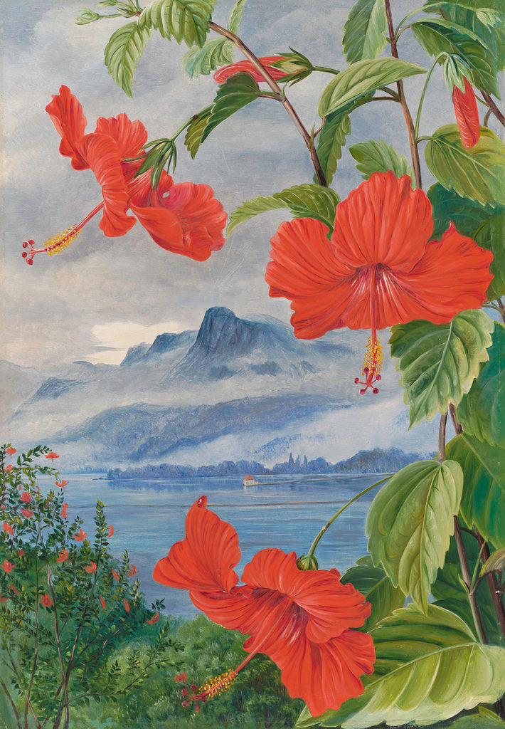 Detail of 488. Mandrinette and mountain home of the Pitcher Plant in the distance by Marianne North