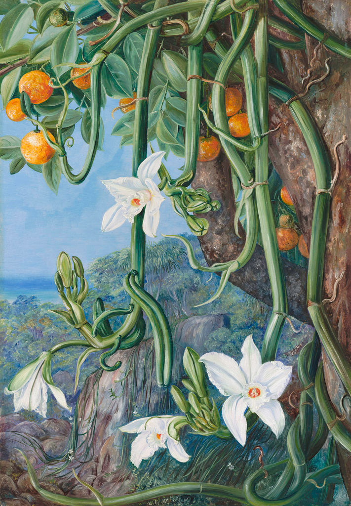 Detail of 497. Native Vanilla hanging from the Wild Orange,. Praslin, Seychelles. by Marianne North