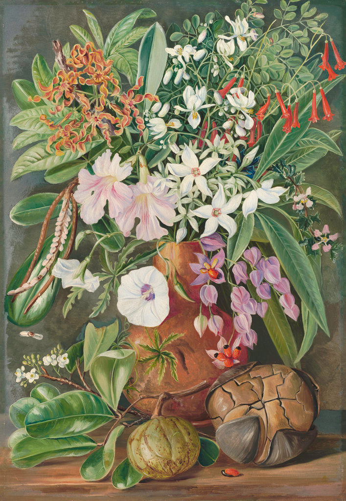Detail of 498. A Selection of Flowers. Wild and Cultivated, with Puzzle Nut, Mahe. by Marianne North