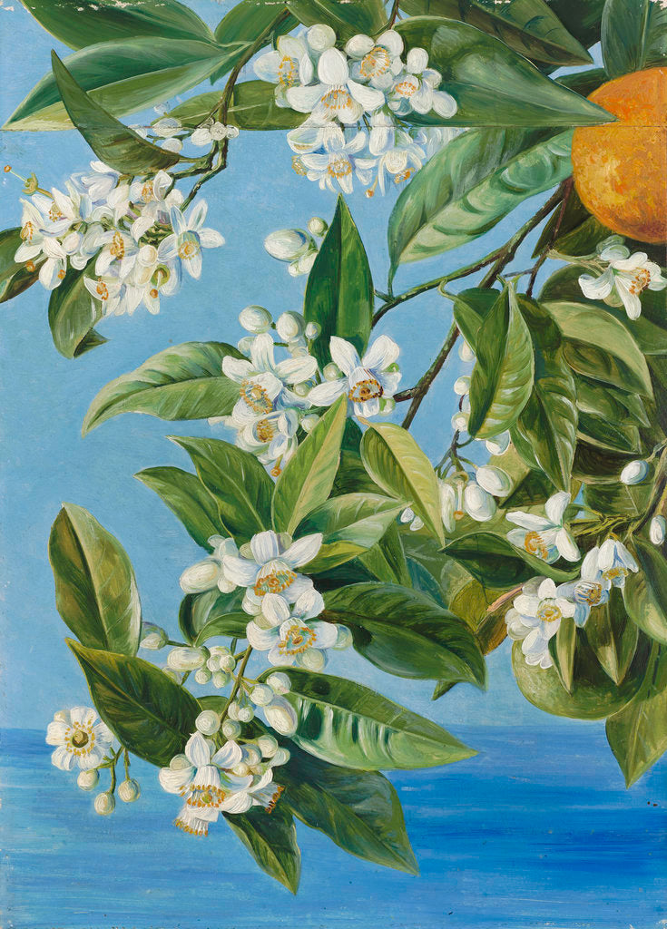 Detail of 520. Orange Flowers and Fruits, painted in Teneriffe. by Marianne North