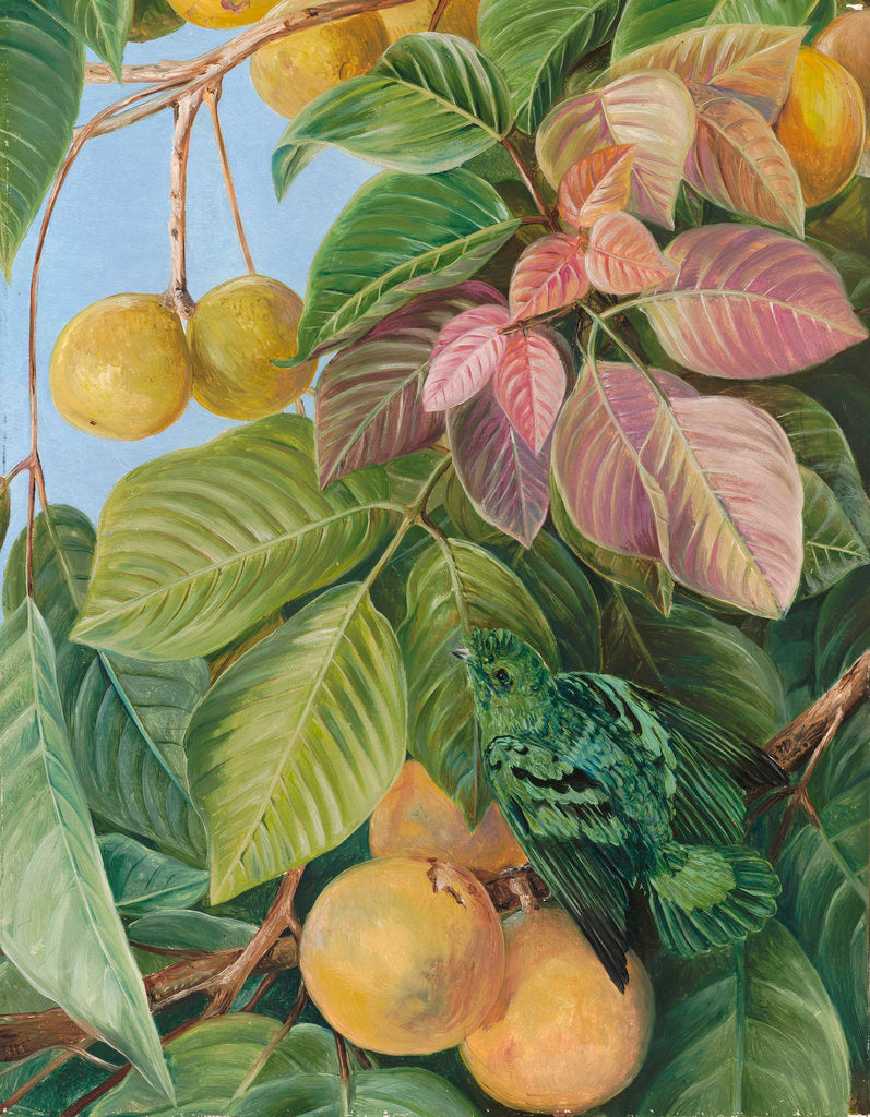 Detail of 537. Fruit of Sandoricum and Green Gaper, Borneo. by Marianne North