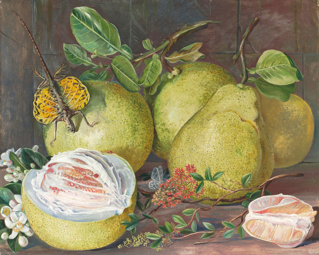 Detail of 552. Flowers and Fruit of the Pomelo, a branch of Hennah, and Flying Lizard, Sarawak. by Marianne North