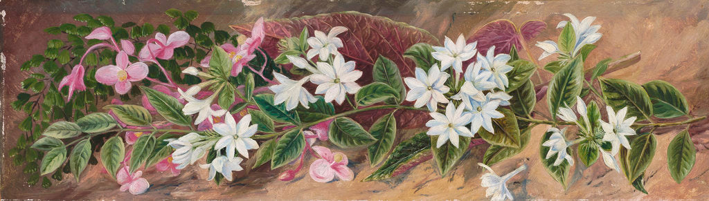 Detail of 559. Flowers of a Jasmine and a Pink Begonia, Borneo. by Marianne North