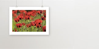 Fine art posters