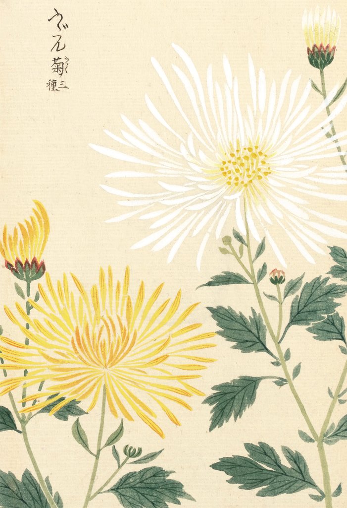 Detail of Honzo Zufu [Yellow & White Chrysanths] by Kan'en Iwasaki