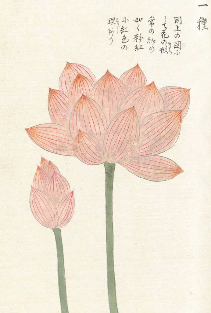 Detail of Honzo Zufu [Lotus & Bud] by Kan'en Iwasaki