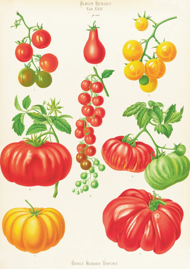 Detail of Tomatoes, or Love-Apples by Ernst Benary