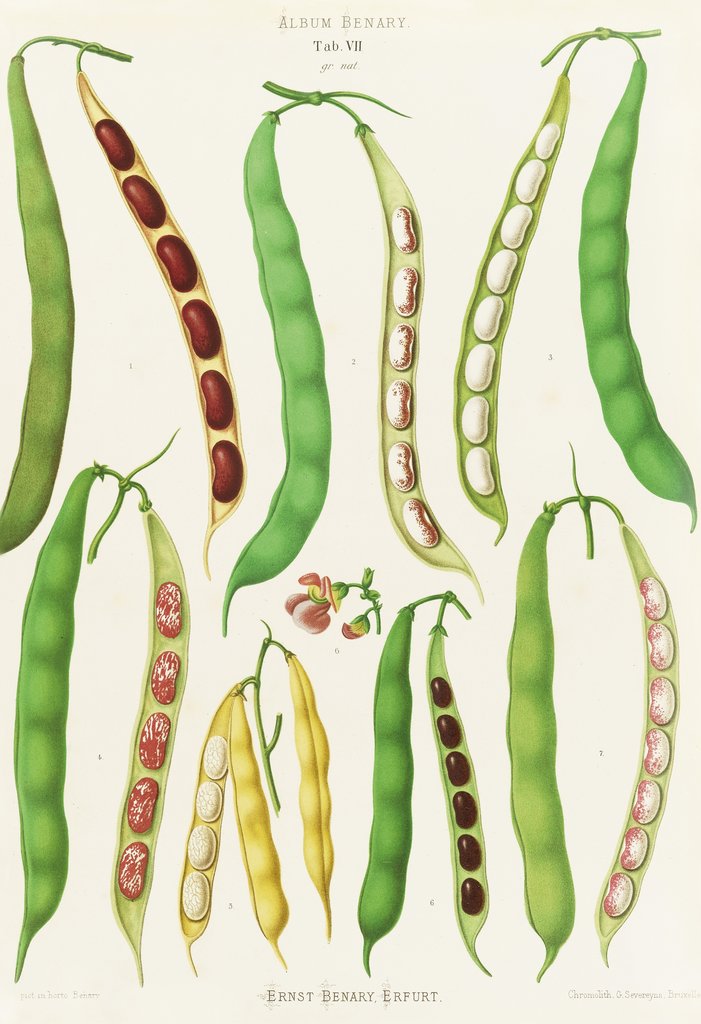 Detail of Beans - Dwarf French, Kidney or Snap by Ernst Benary