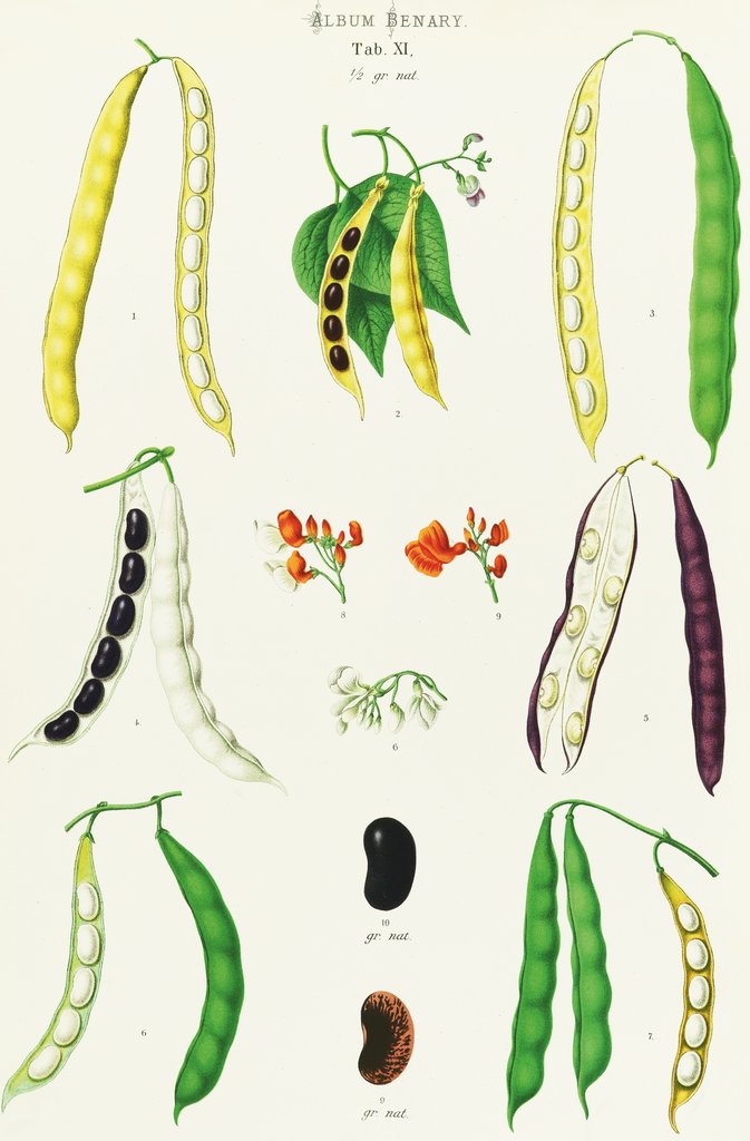 Detail of Beans - Runner, Tall Kidney, or Pole by Ernst Benary