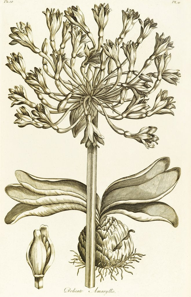 Detail of Delicate Amaryllis - Amaryllis orientalis by John Hill