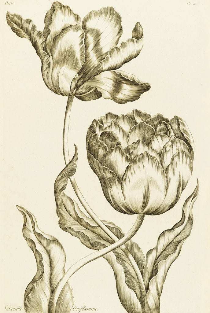 Double Oriflamme - Tulipa Gesneriana Multiplex by John Hill