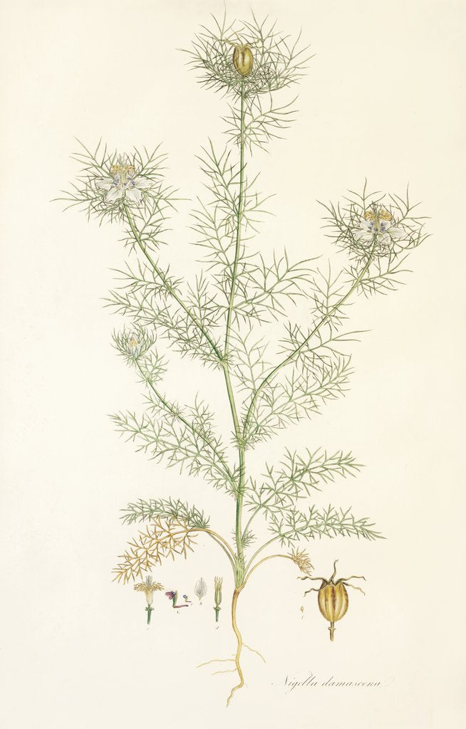 Detail of Nigella damascena. Love in a Mist by John Sibthorp