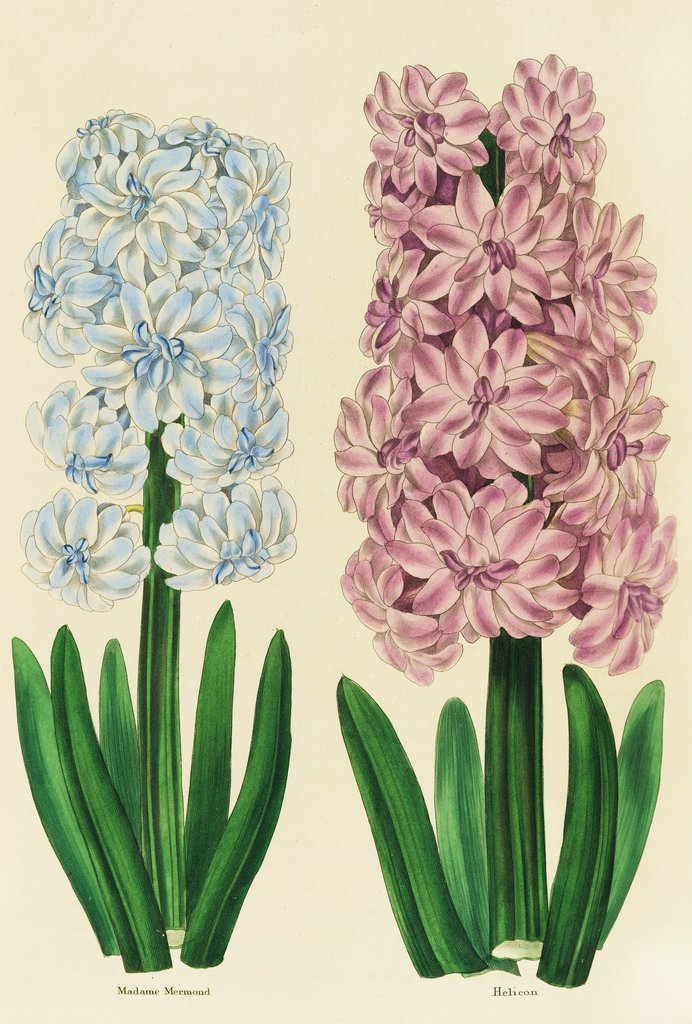 Detail of Hyacinths Madame Mermond and Helicon by Anon