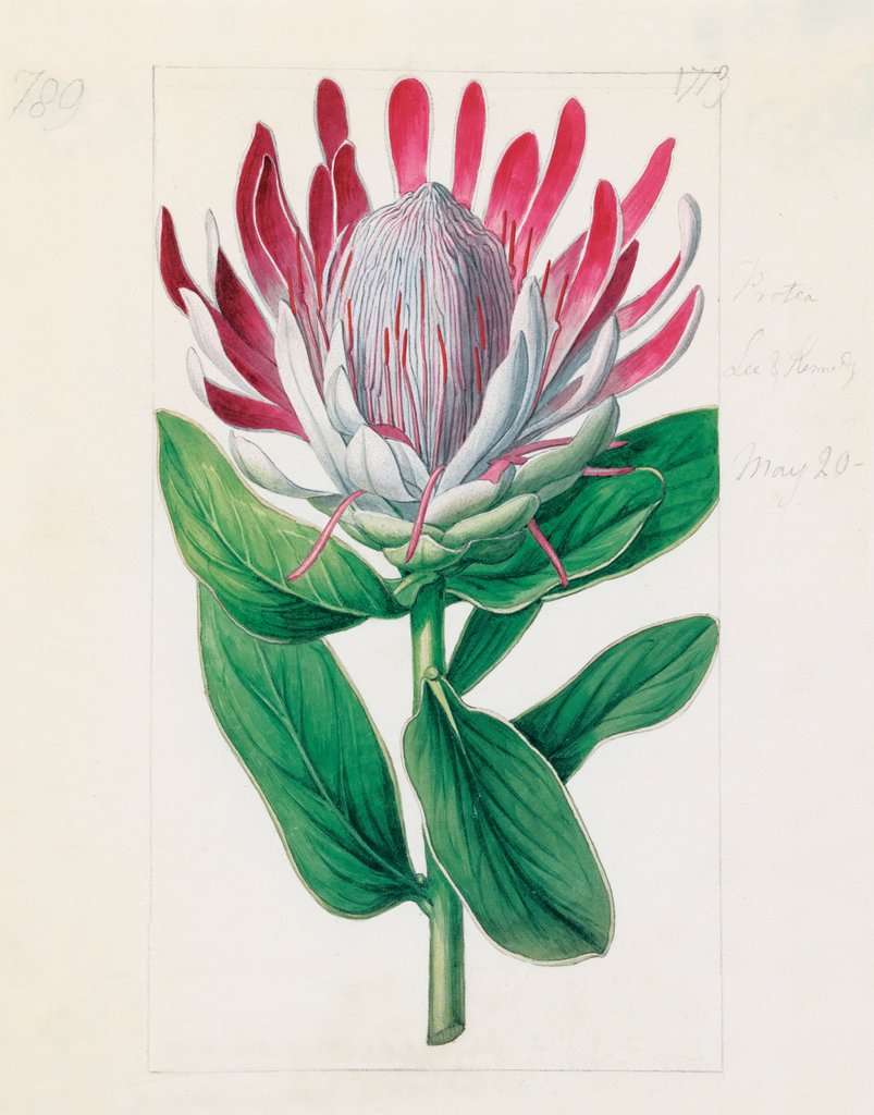 Protea formosa. Crown-Flowered Protea by Sydenham Teast Edwards