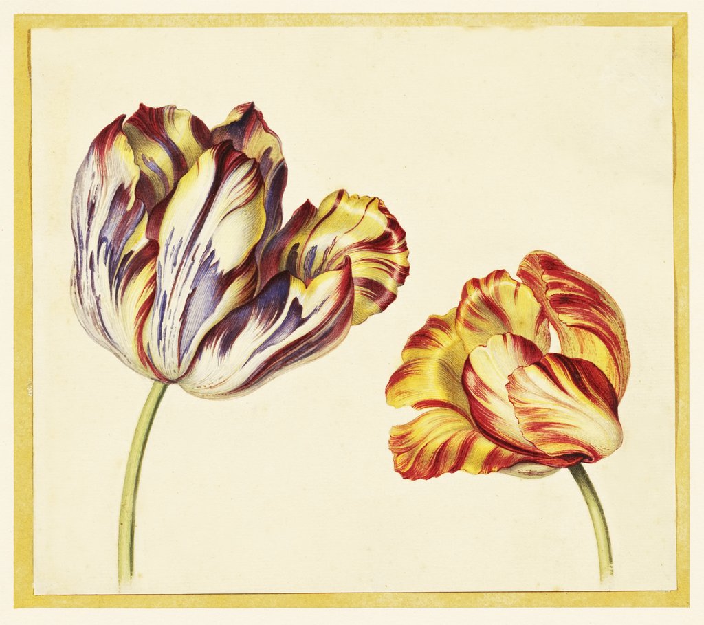 Detail of Tulips by Simon Verelst