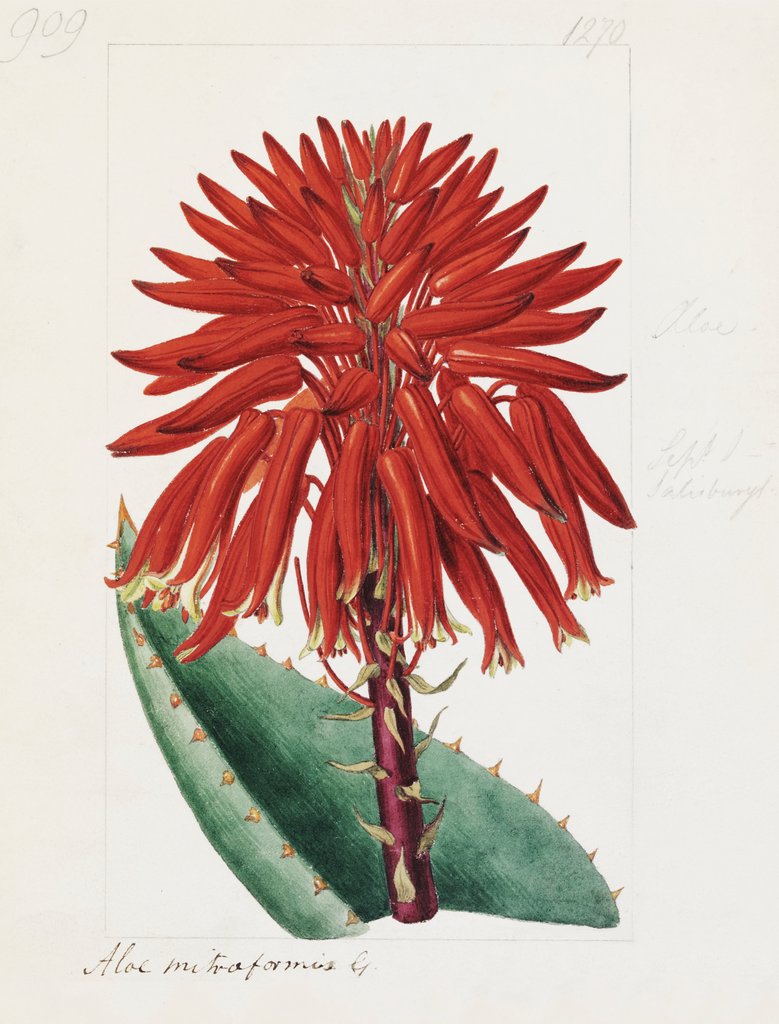 Detail of Aloe mitriformis Mill. Mitre Aloe by Sydenham Teast Edwards