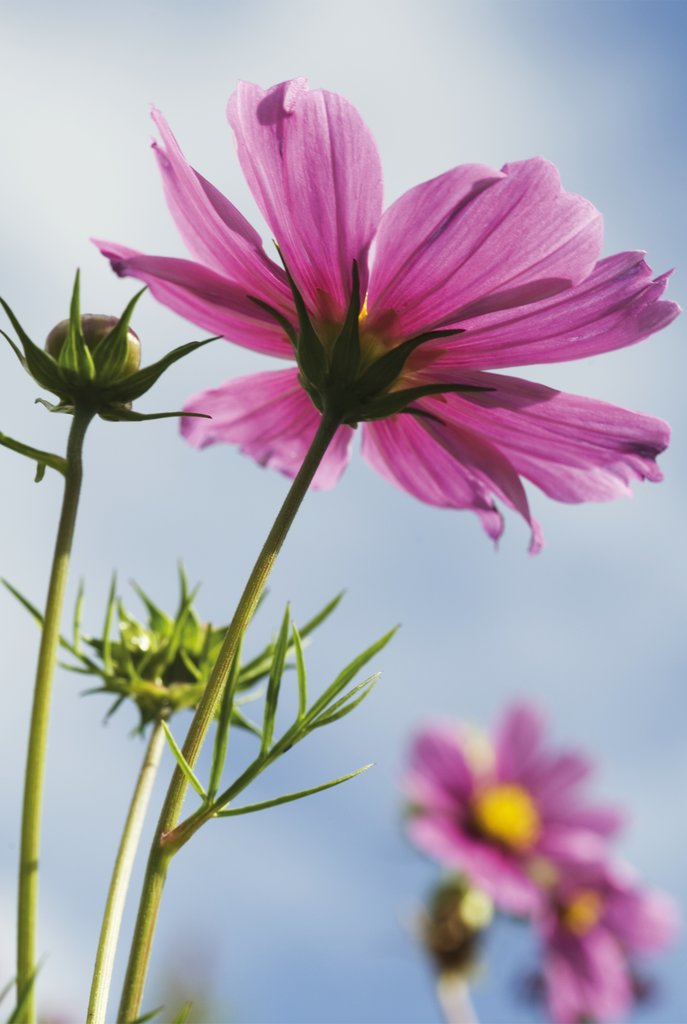 Detail of Cosmos bipinnatus. Mexican Aster by Andrew McRobb