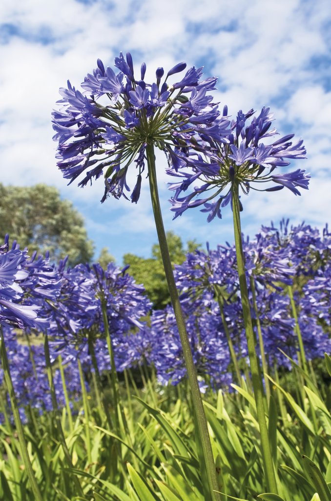 Detail of Agapanthus nutans by Andrew McRobb