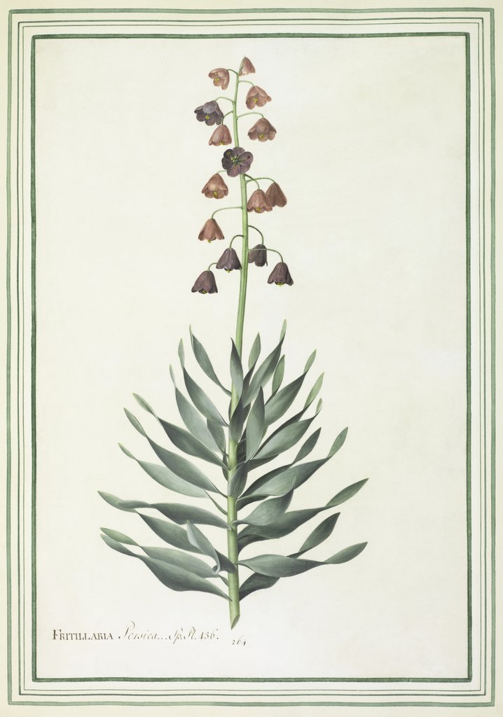 Detail of Fritillara persica by Simon Taylor