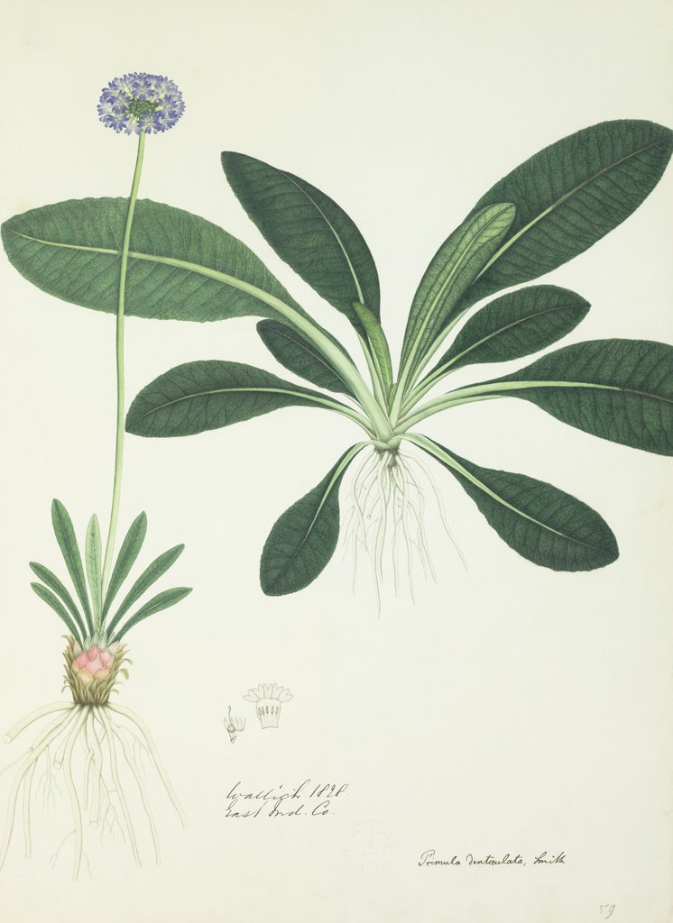Detail of Primula denticulata by Nathaniel Wallich