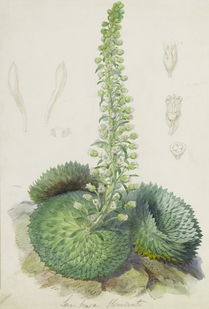 Detail of Saxifraga florulenta by Walter Hood Fitch