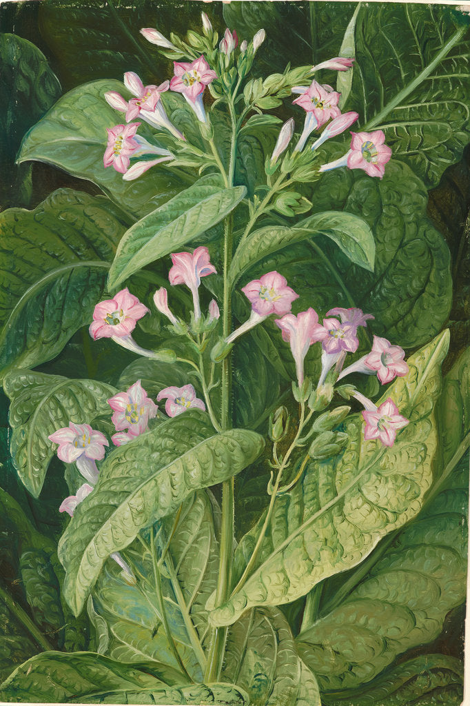 Detail of 2. Common tobacco, 1870 by Marianne North