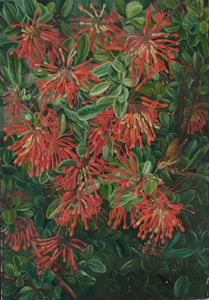Detail of 3. Burning bush and emu wren of Chili, 1885 by Marianne North