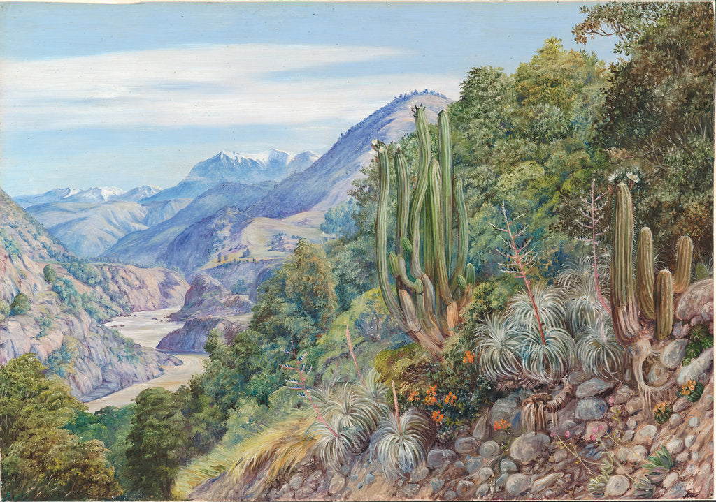 Detail of 10. The baths of Cauquenas in the cordilleras south of Santiago, Chili, 1880 by Marianne North