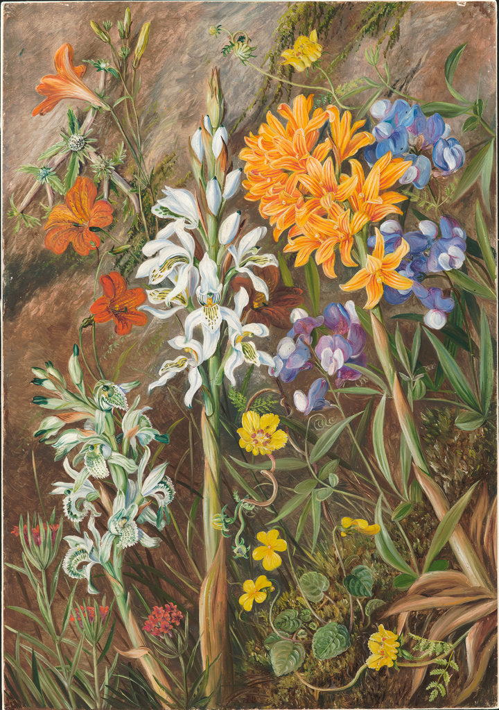 Detail of 22. Chilean ground orchids and other flowers, 1880 by Marianne North