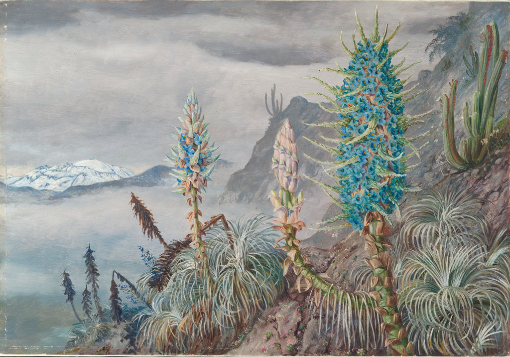 Detail of 26. The blue puya and cactus at home in the cordilleras, near Apoquindo, Chili, 1880 by Marianne North