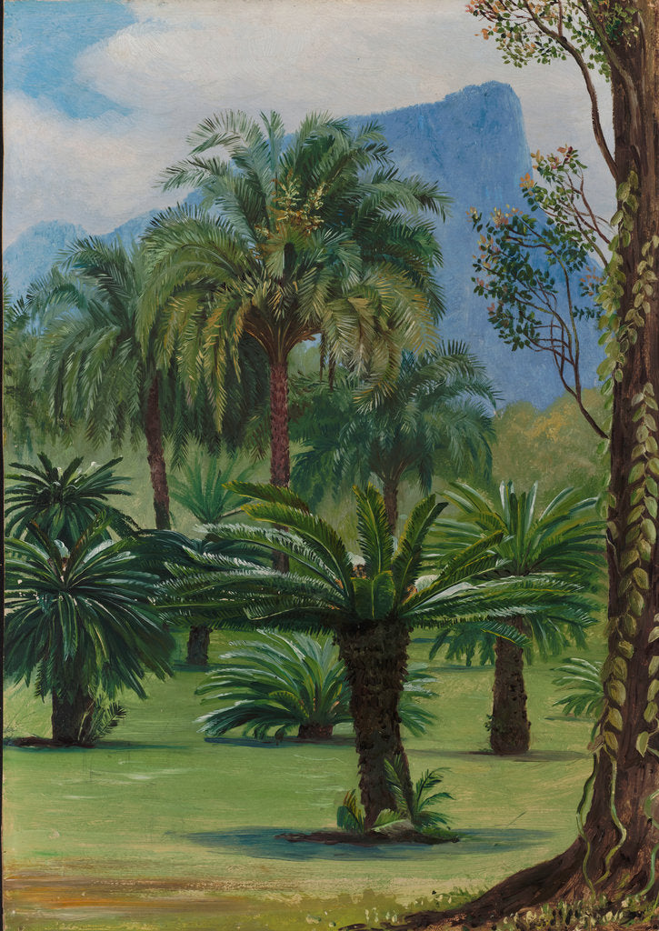 Detail of 28. Group of sago-yielding cycads in the botanic garden at Rio Janeiro, 1880 by Marianne North