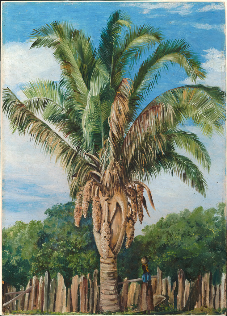 Detail of 41. Indian palm at Sette, Lagoa, Brazil, 1880 by Marianne North
