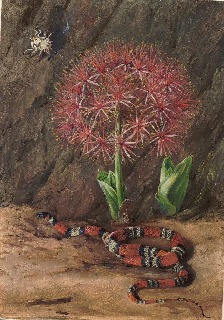 Detail of 42. Flor imperiale, coral snake and spider, Brazil, 1880 by Marianne North