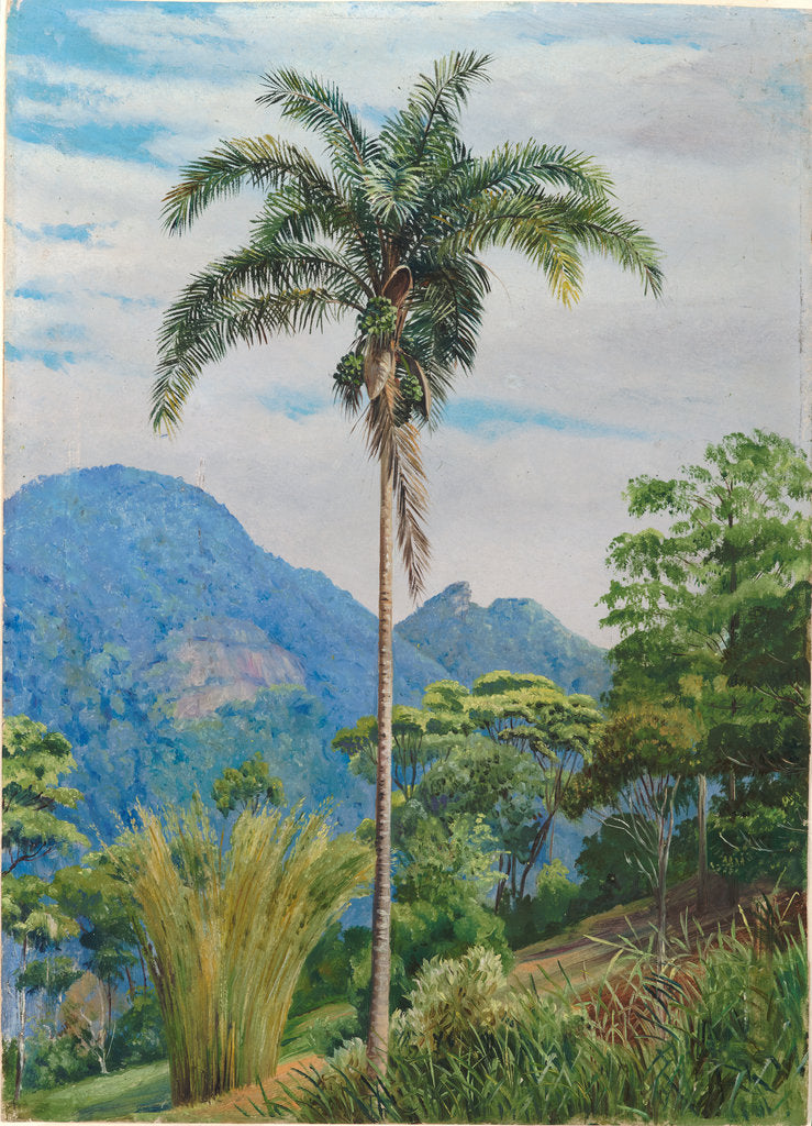 Detail of 43. Tijuca, Brazil, with a palm in the foreground, 1880 by Marianne North