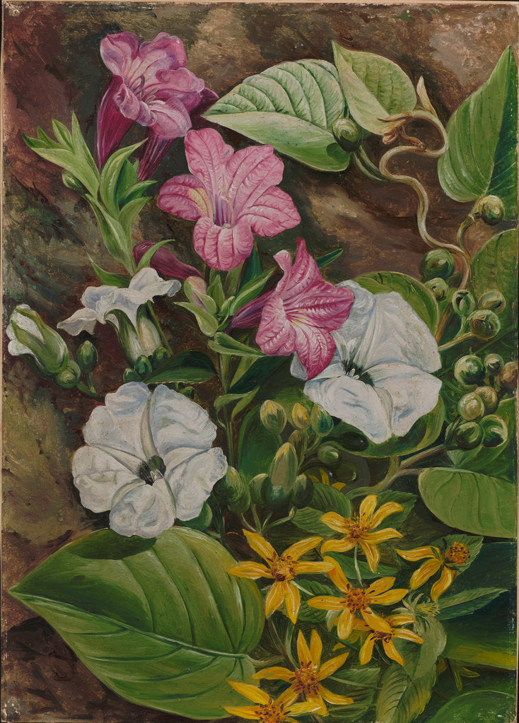 44. Some Brazilian flowers, 1880 by Marianne North