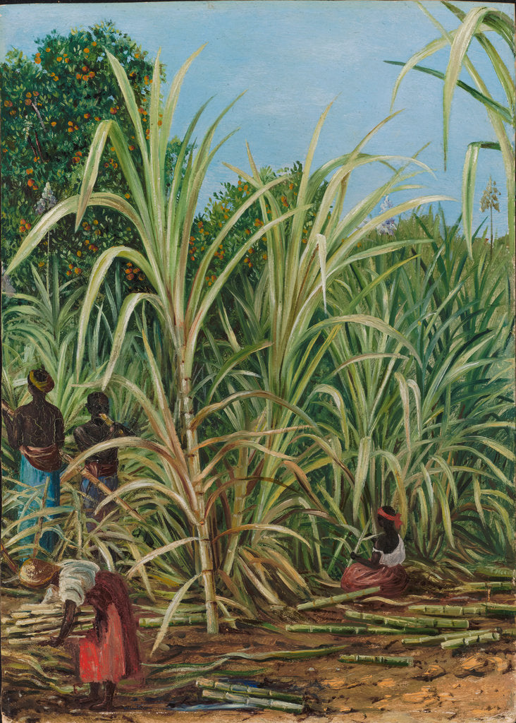 Detail of 45. Harvesting the sugar cane in Minas Geraes, Brazil, 1880 by Marianne North