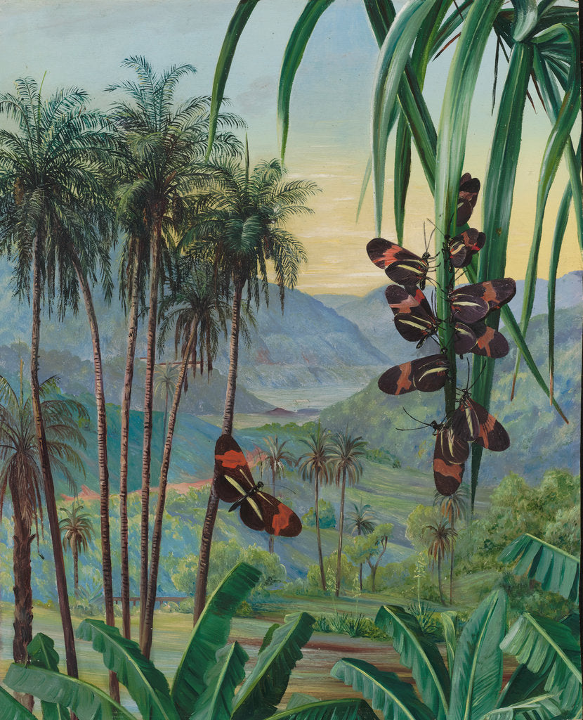Detail of 50. Landscape at Morro Velho, Brazil, 1880 by Marianne North