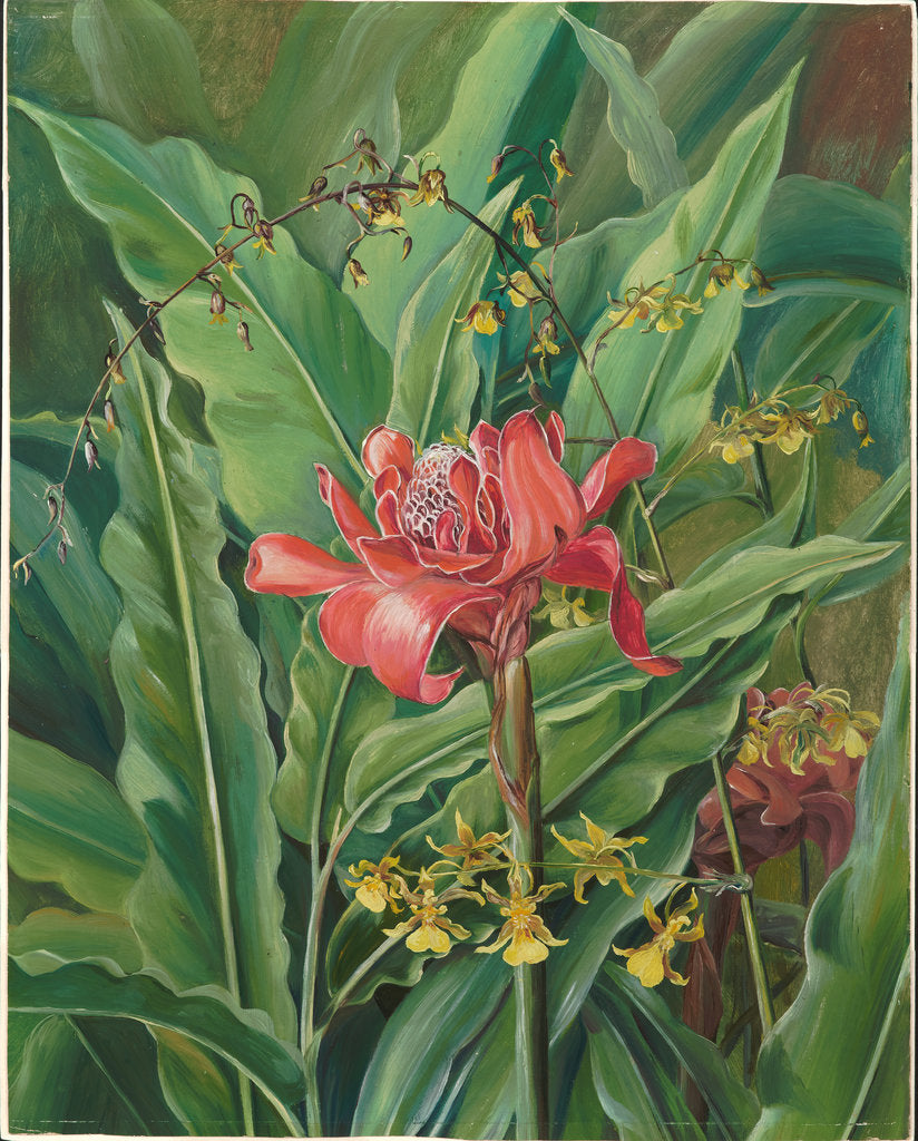 Detail of 51. Foliage and flowers of a Madagascar Plant, 1880 by Marianne North