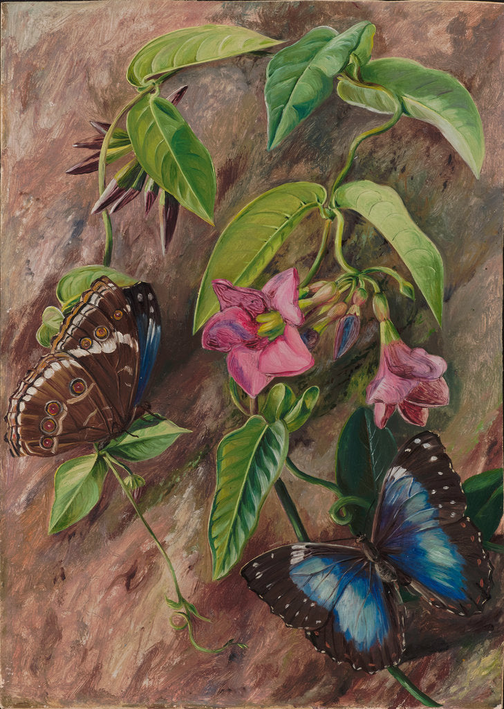 Detail of 52. Twining plant and butterfly of Brazil, 1880. by Marianne North