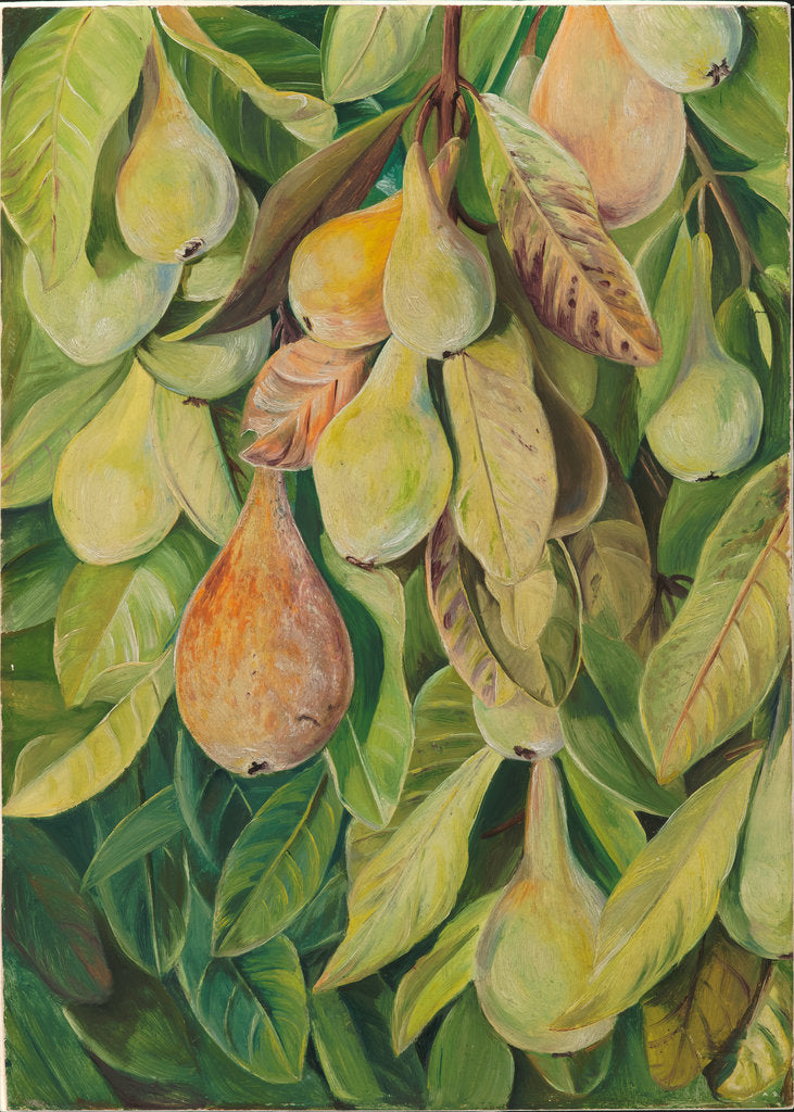 54. Cabazina pears, Brazil, 1880 by Marianne North