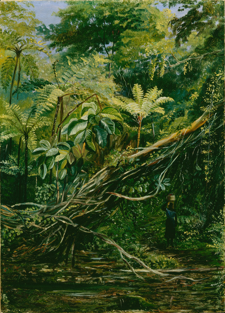Detail of 56. View under the ferns at Gongo, Brazil, 1880 by Marianne North