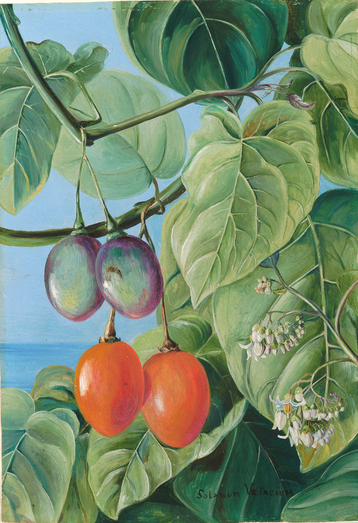 Detail of 62. Foliage, flowers, and fruit of false tomato, painted in Brazil, 1880 by Marianne North