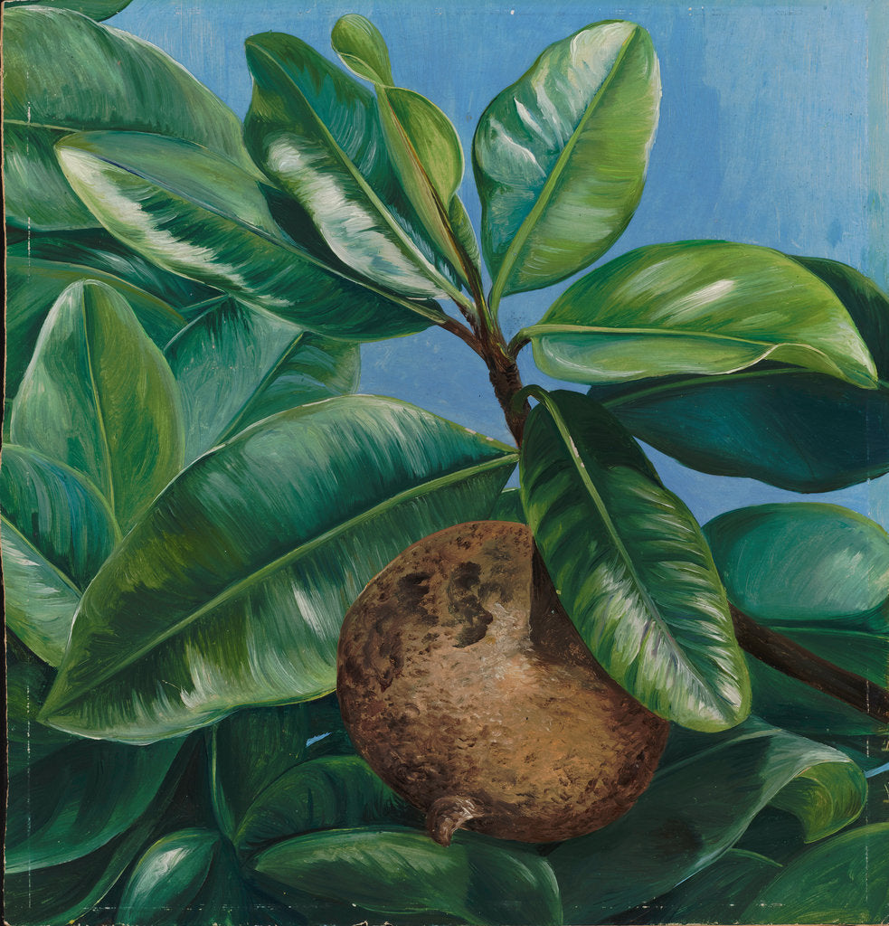 Detail of 64. Foliage and fruit of mammae apple, or South American Apricot, 1880 by Marianne North
