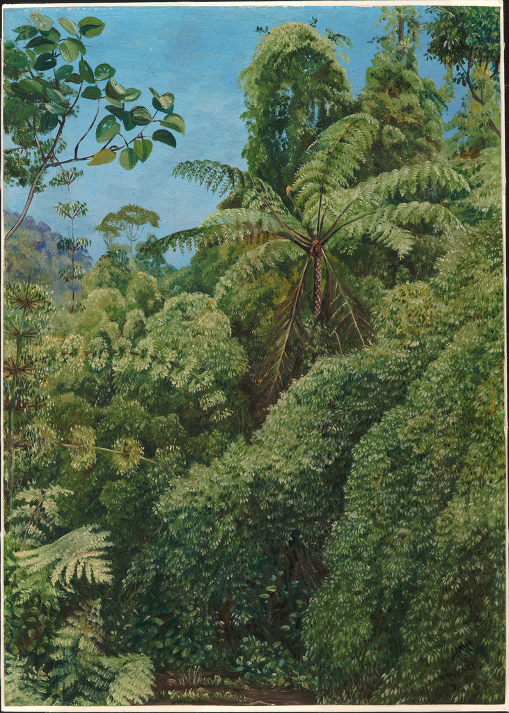 68. Tree ferns and climbing bamboos in Gongo forest, Brazil, 1880 by Marianne North