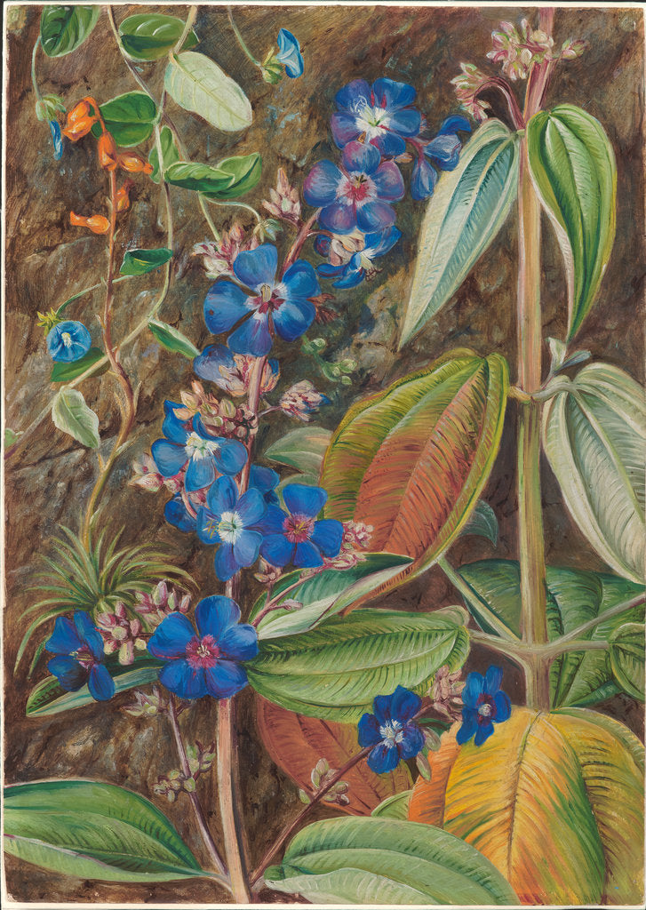 Detail of 69. Wild flowers of Casa Branca, Brazil, 1880 by Marianne North