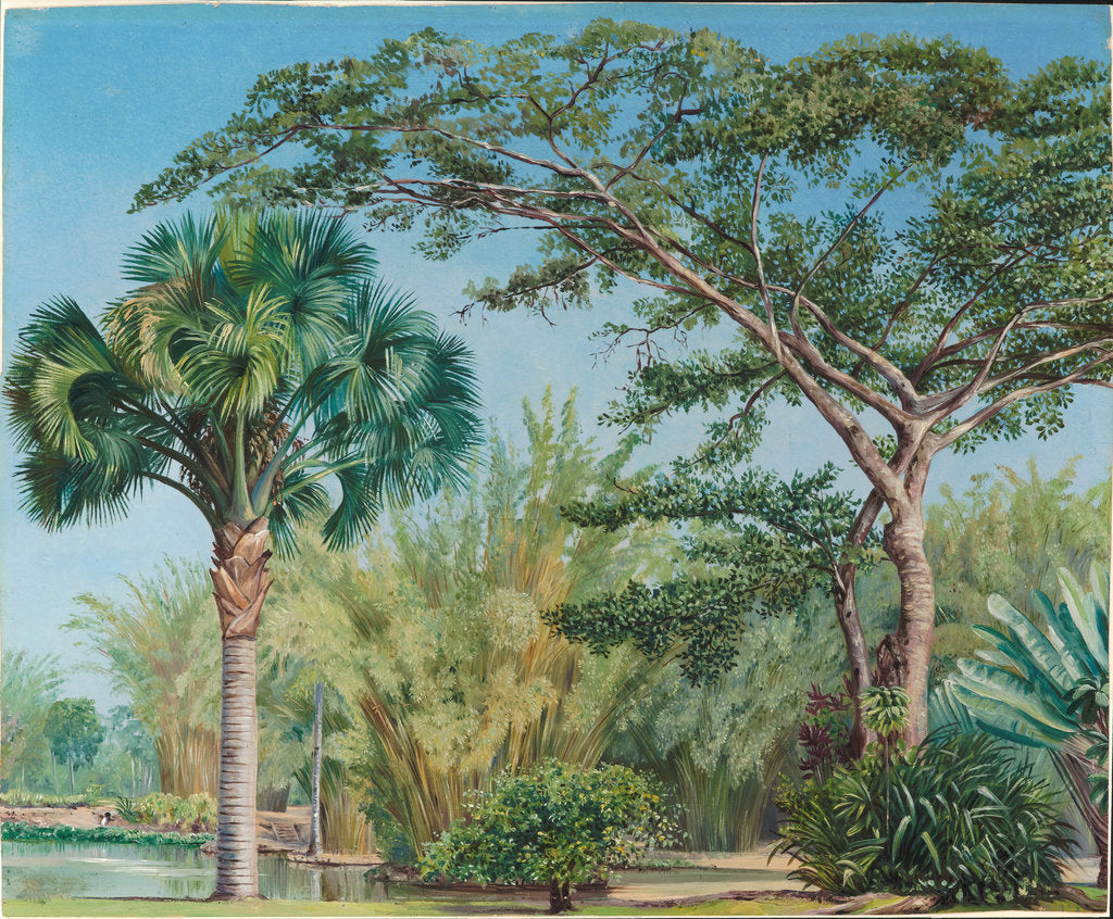 Detail of 71. Palm, bamboos and India-rubber trees in the botanic garden, Rio, 1880 by Marianne North