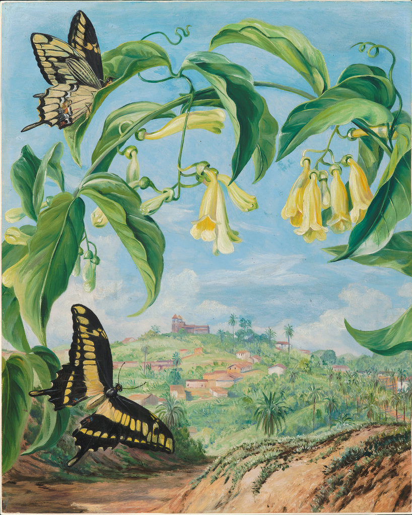 Detail of 73. Yellow Bignonia and swallow-tail butterflies with a view of Congonhas, Brazil, 1880 by Marianne North