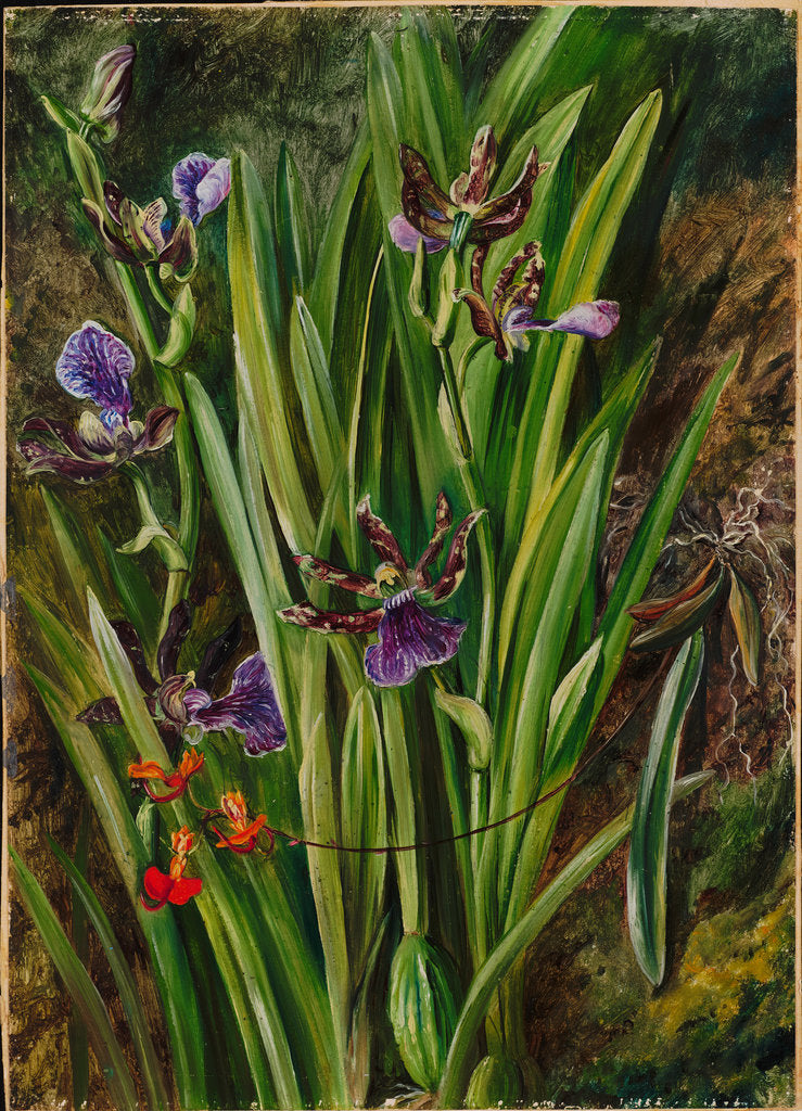 78. Brazilian orchids, 1880 by Marianne North