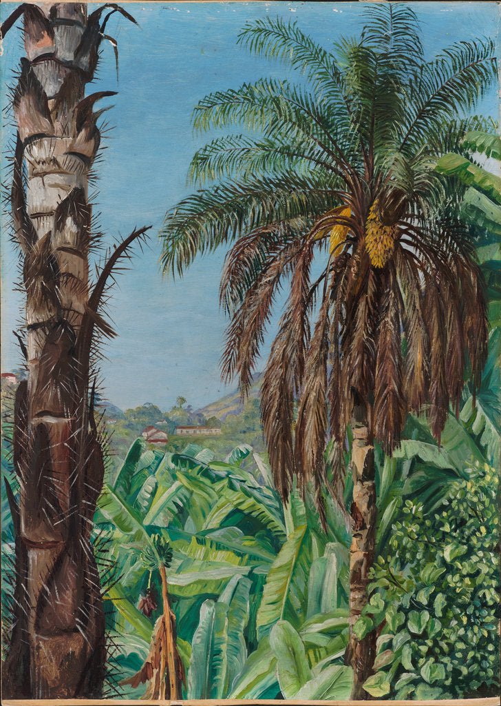 Detail of 80. Cocoera palms and bananas, Morro Velho, Brazil, 1880 by Marianne North